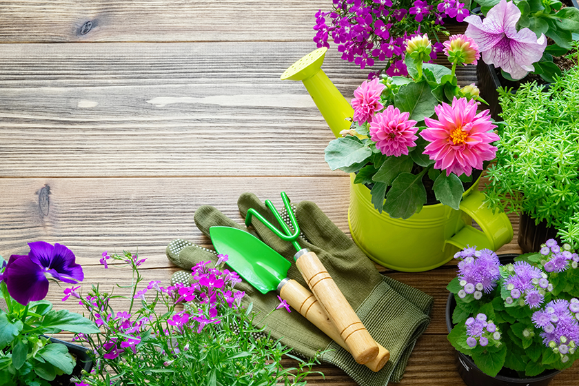 Seedlings of garden plants and flowers in flowerpots